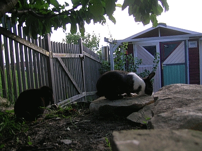 Die namensgebenden Kaninchen: Ida (rechts) und Klopfer Die namensgebenden Kaninchen: Ida (rechts) und Klopfer